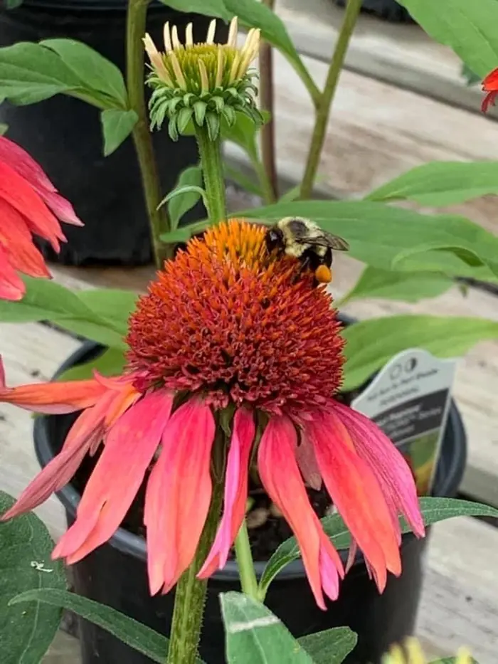 Orange coneflower with a bumblebee on it