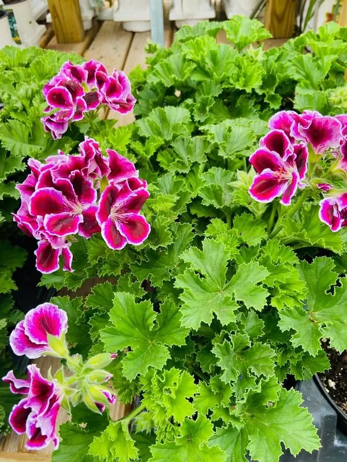 Magenta and white geraniums in a pot